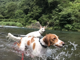 犬 川