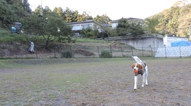 寄七つ星ドッグラン