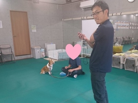 コーギー オスワリ