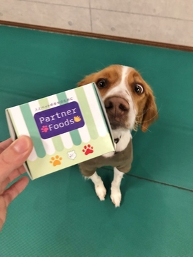 ブリタニー 犬用ケーキ