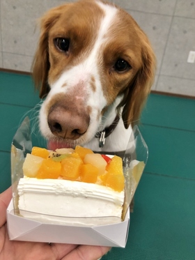 ブリタニー　犬用ケーキ