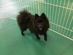ポメラニアン しつけ 相模原