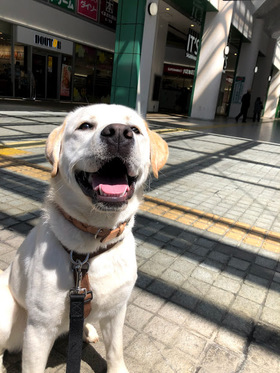 ラブラドールレトリバー しつけ